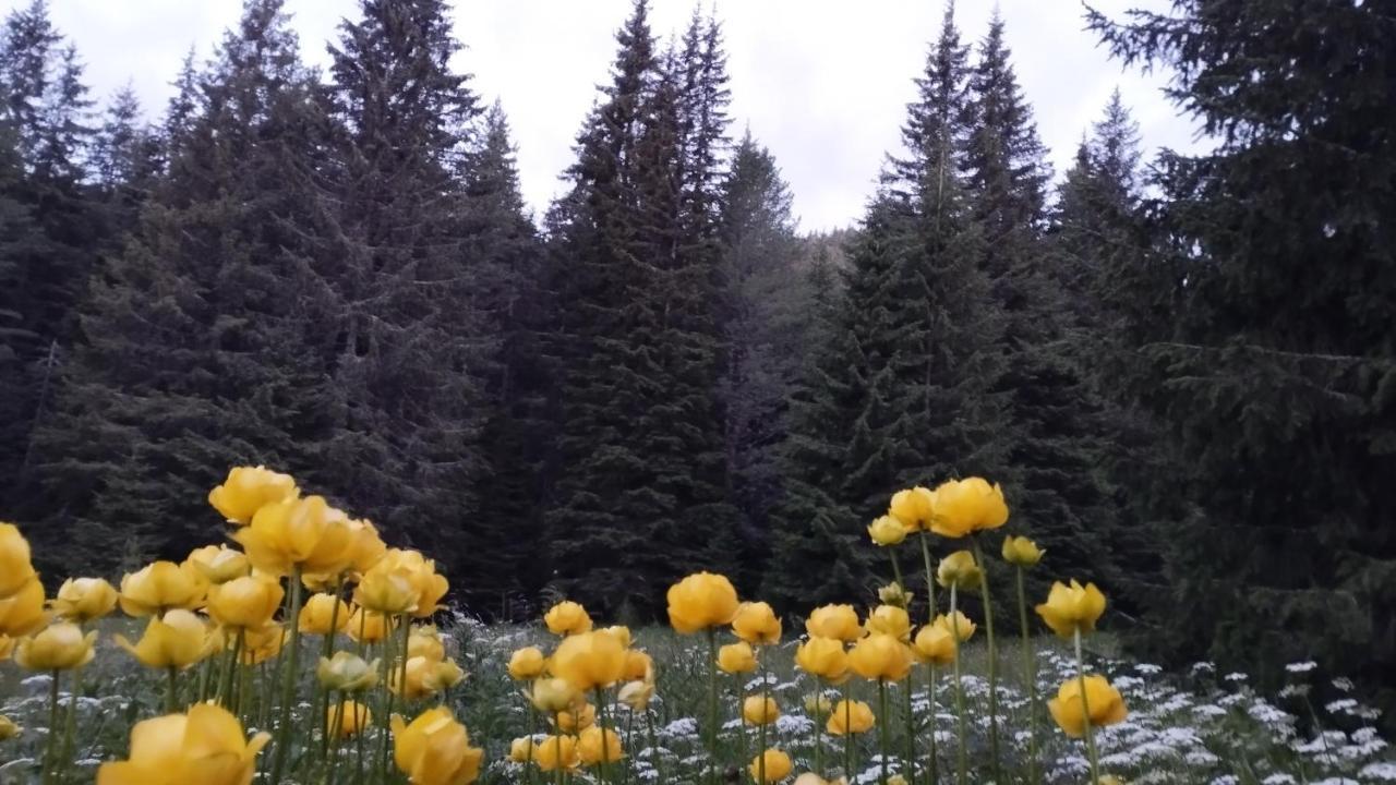 Хижа Ловна В Рила Paničišče Exteriér fotografie